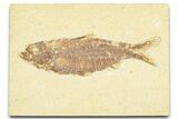Detailed Fossil Fish (Knightia) - Wyoming #379441-1